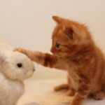 webroidの自己紹介